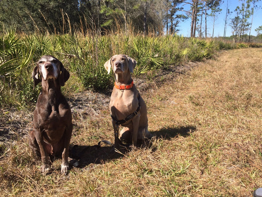 A German shorthaired pointer and a Weimaraner sitting